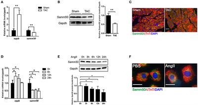 Samm50 Promotes Hypertrophy by Regulating Pink1-Dependent Mitophagy Signaling in Neonatal Cardiomyocytes